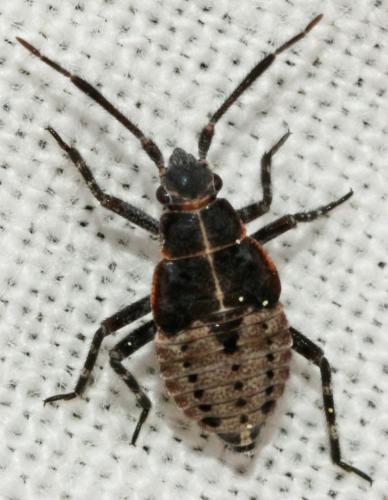 Réf. 203 860 : Deraeocoris trifasciatus